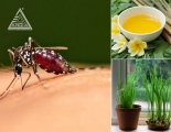 Diệt muỗi và côn trùng hiệu quả bằng phương pháp tự nhiên