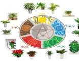 Những loại cây cảnh phong thủy thường được trồng nhiều nhất